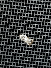 Acleris nivisellana