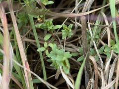 Pimelea spinescens spinescens