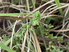 Pimelea spinescens spinescens