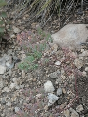 Thalictrum petaloideum