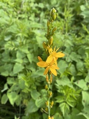 Echeandia michoacensis