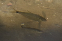 Astyanax panamensis