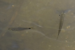 Astyanax panamensis
