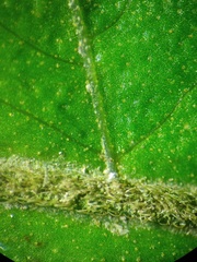 Sphaerostephanos penniger