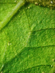 Sphaerostephanos penniger