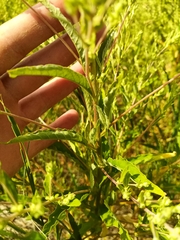 Axyris amaranthoides