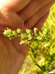 Axyris amaranthoides