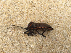 Pachylis pharaonis