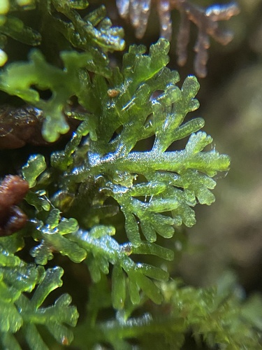 Riccardia chamedryfolia