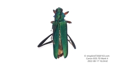 Schwarzerium provostii