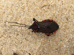 Pachylis pharaonis