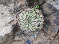 Eriosyce curvispina