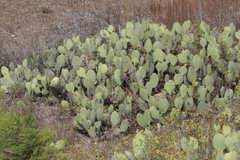 Opuntia littoralis × oricola