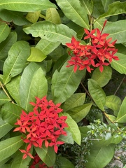 Ixora casei