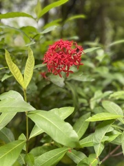 Ixora casei