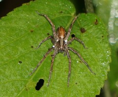 Neoctenus