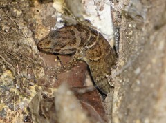 Sphaerodactylus dunni