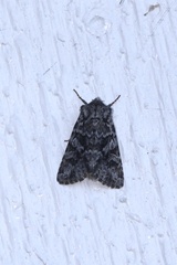 Lacinipolia cuneata