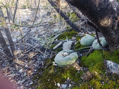 Lophophora diffusa