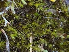 Campylopus atrovirens