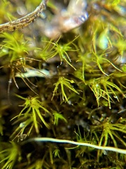 Campylopus atrovirens