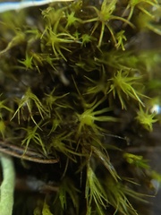 Campylopus atrovirens