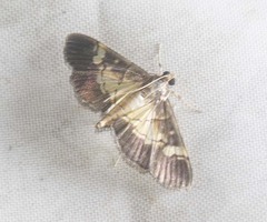 Uresiphita quinquigera