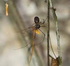 Scytodes globula