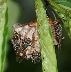 Polistes pacificus
