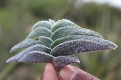 Tradescantia sillamontana