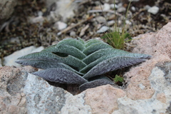 Tradescantia sillamontana