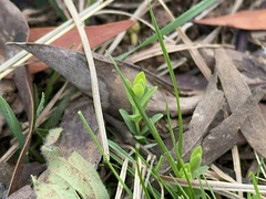 Pimelea spinescens spinescens