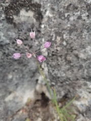 Allium vodopjanovae