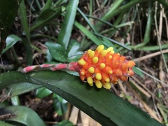 Aechmea comata