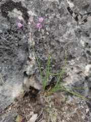 Allium vodopjanovae
