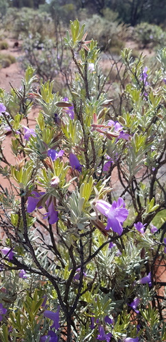 Eremophila citrina