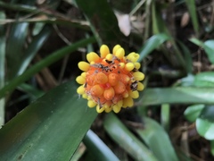 Aechmea comata