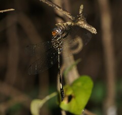 Brechmorhoga praecox