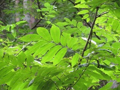 Pterocarya rhoifolia
