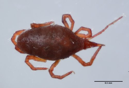 Neomolgus littoralis