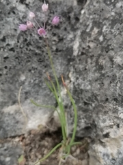 Allium vodopjanovae