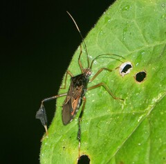 Stenoeurilla aenescens