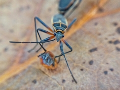 Stenomacra marginella