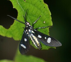 Leucotmemis nexa