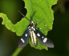 Leucotmemis nexa