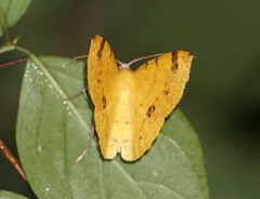 Erastria decrepitaria