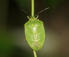 Chinavia marginata