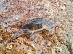 Paragrapsus quadridentatus