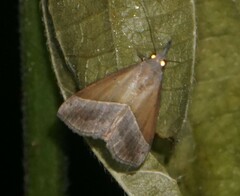Hypena lividalis