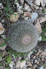 Mammillaria mystax